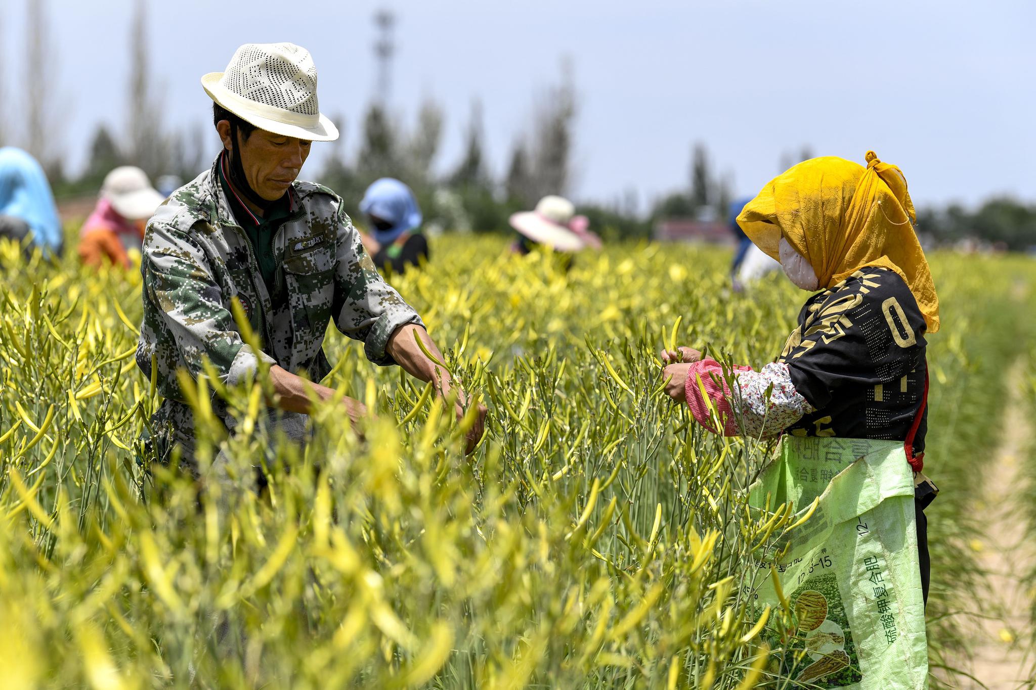 宁夏盐池黄花菜开出金色致富路