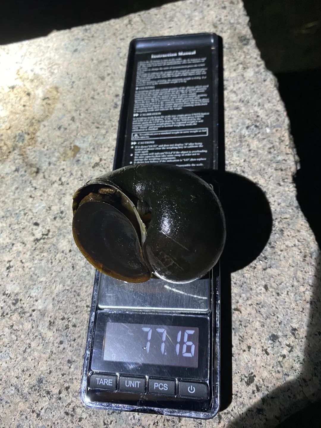 曾经的“异域美食”,如今正在上海的河道水田快速蔓延,威胁生态和公共安全,它不是小龙虾!