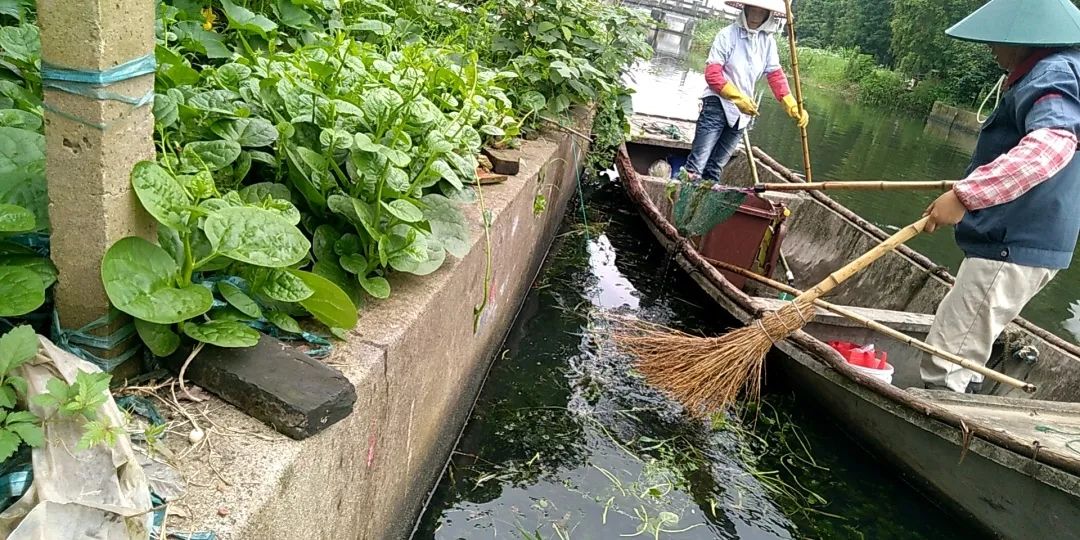 曾经的“异域美食”，如今正在上海的河道水田快速蔓延，威胁生态和公共安全，它不是小龙虾！