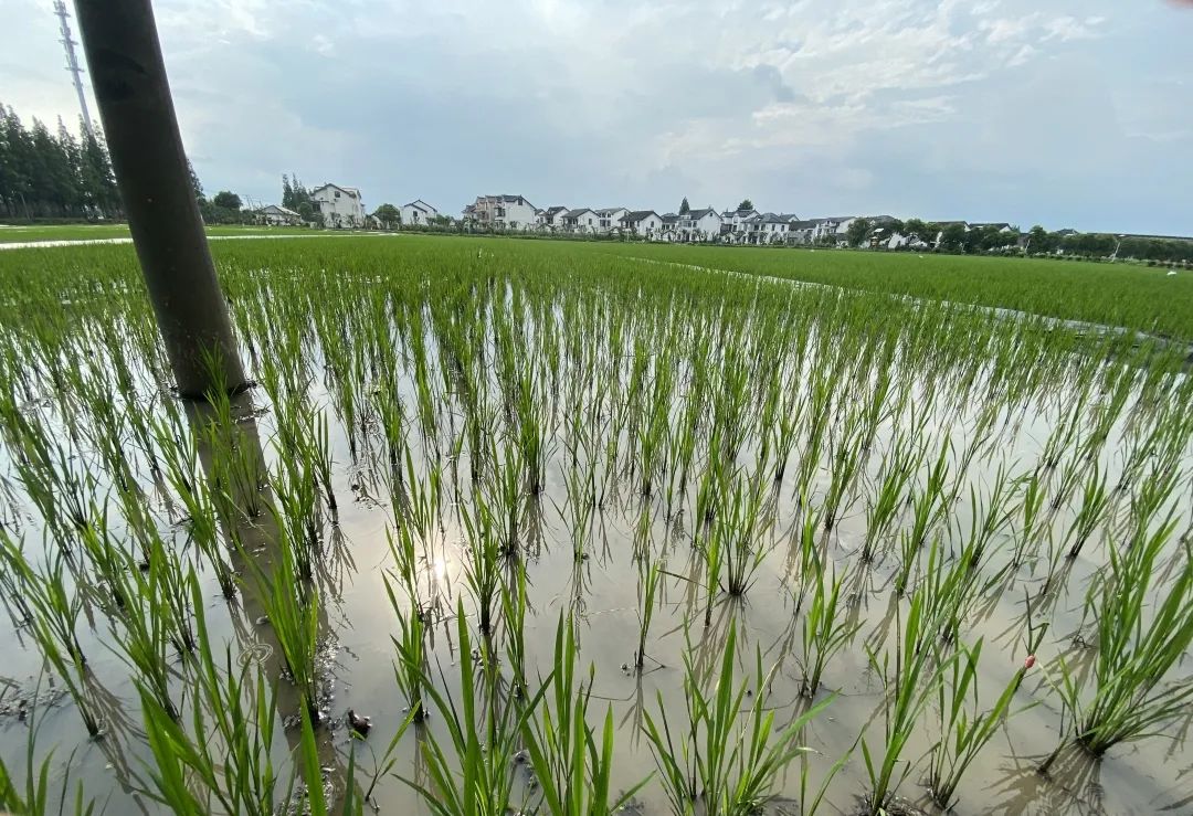 曾经的“异域美食”，如今正在上海的河道水田快速蔓延，威胁生态和公共安全，它不是小龙虾！