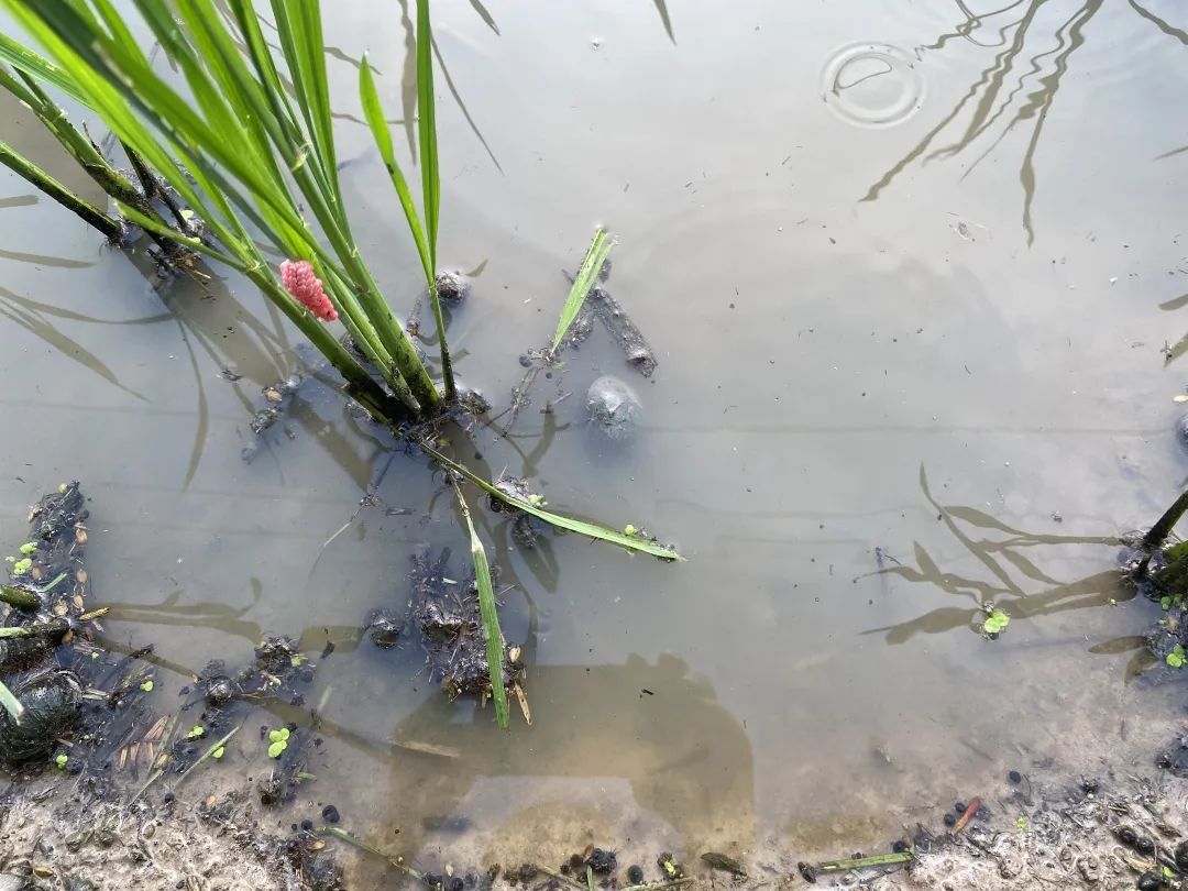 曾经的“异域美食”，如今正在上海的河道水田快速蔓延，威胁生态和公共安全，它不是小龙虾！