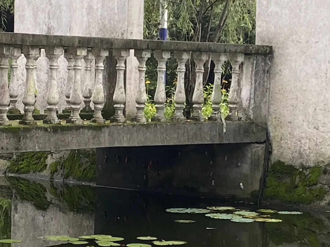曾经的“异域美食”,如今正在上海的河道水田快速蔓延,威胁生态和公共安全,它不是小龙虾!