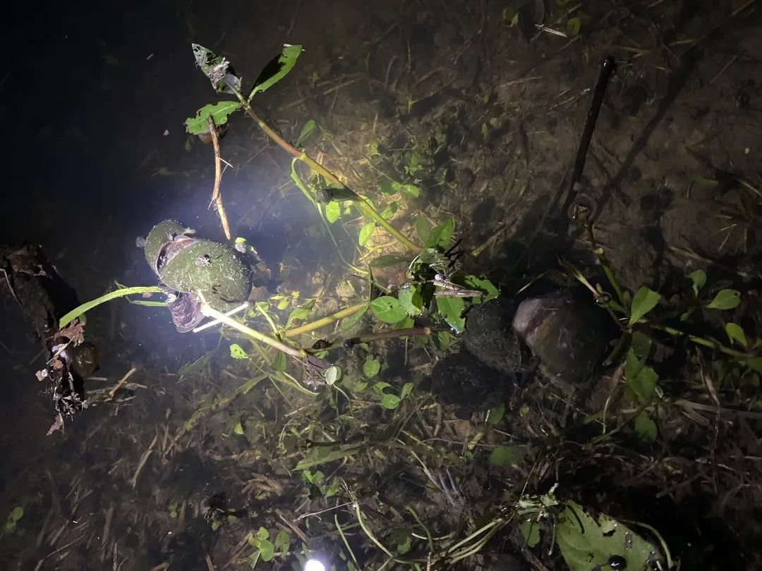 曾经的“异域美食”，如今正在上海的河道水田快速蔓延，威胁生态和公共安全，它不是小龙虾！