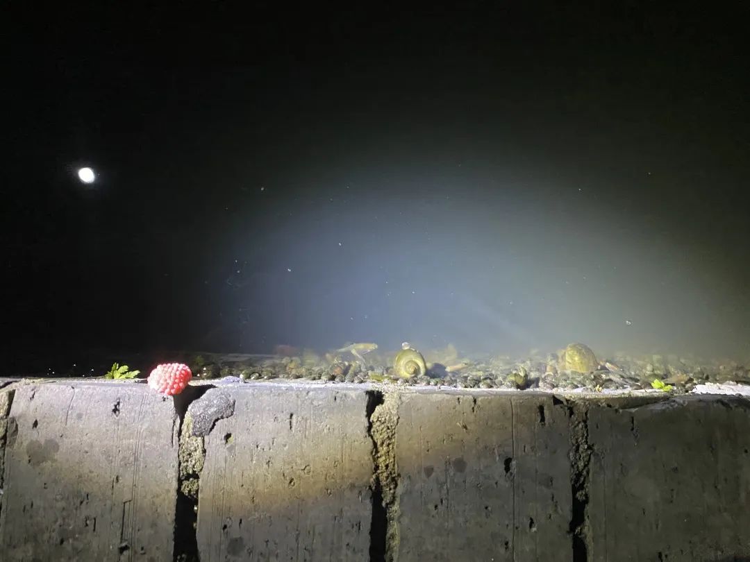 曾经的“异域美食”,如今正在上海的河道水田快速蔓延,威胁生态和公共安全,它不是小龙虾!