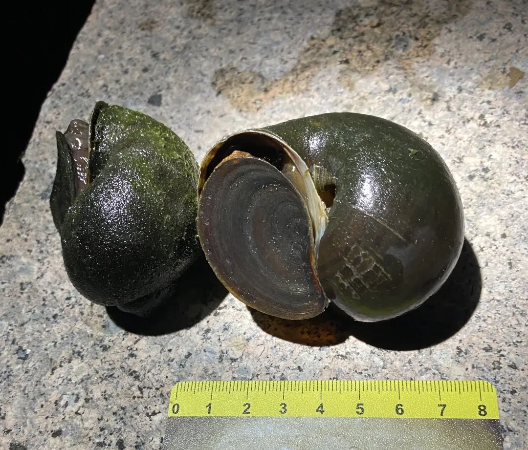 曾经的“异域美食”,如今正在上海的河道水田快速蔓延,威胁生态和公共安全,它不是小龙虾!