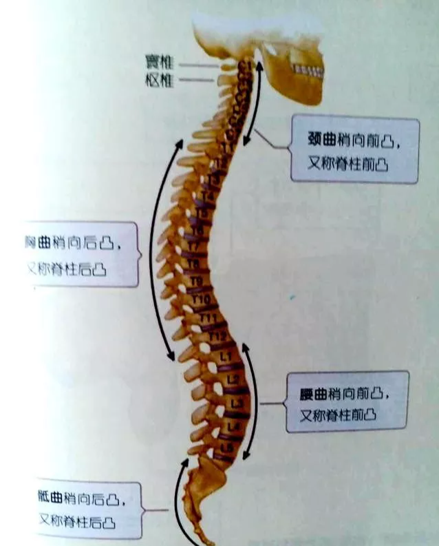 腰椎间盘突出变直的腰椎还能恢复曲度吗一块板子就解决