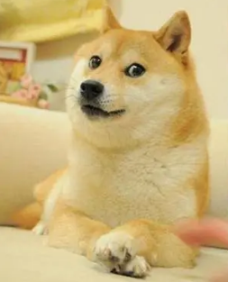 活在人们表情包里的神烦狗doge,本尊现在过得怎么样?