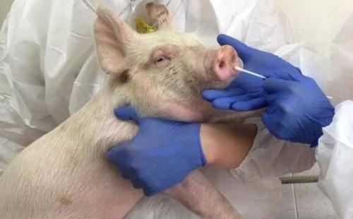 H1N1流感毒株正在变异 专家称尚未构成大流行病实际风险H1N1流感毒株大流行病