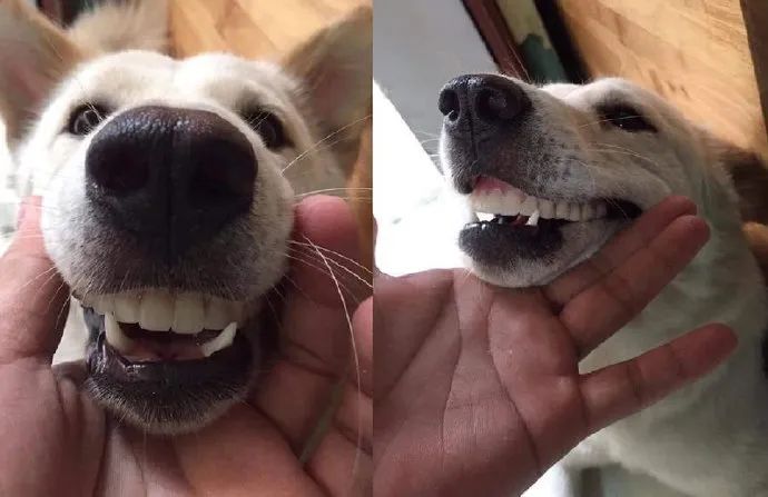 奶奶的假牙不见了,网友看了一眼狗子后,直接笑喷了!