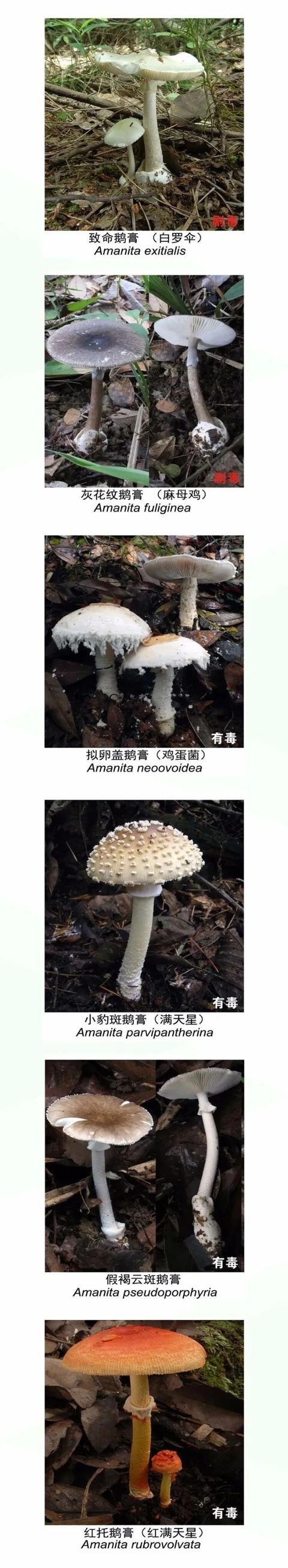 今年云南已通报多起野生菌中毒事件 这些毒菌千万不能吃