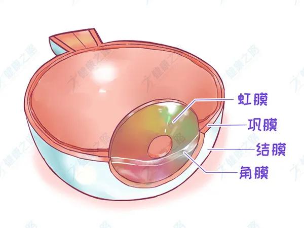 眼白变色预示身体病变,这几种情况要去看医生|眼白|巩膜|结膜_新浪