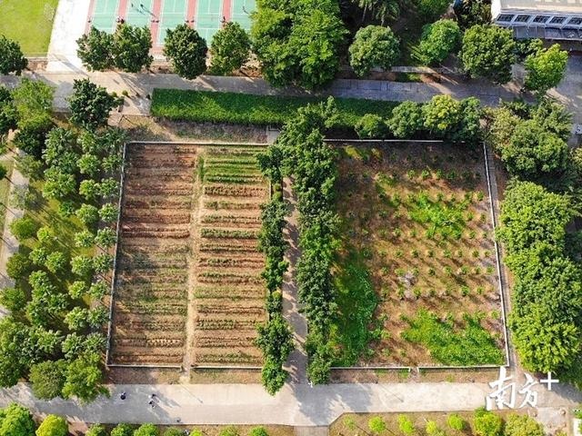 图集|清远这所中学"藏"了片菜地,快来看同学们的耕耘收获