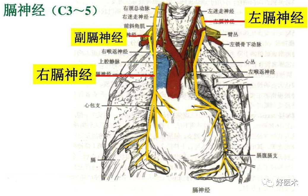 读懂脊柱神经支配及走形分布高清图谱请收好