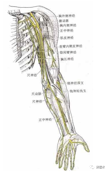 读懂脊柱神经支配及走形分布高清图谱请收好