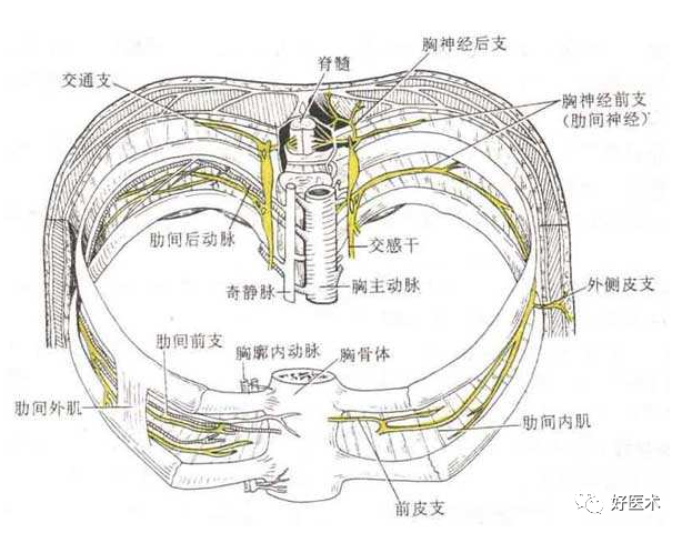 胸神经的前支的节段性分布:平齐胸骨角为t2平齐乳头为t4平齐剑突为t6