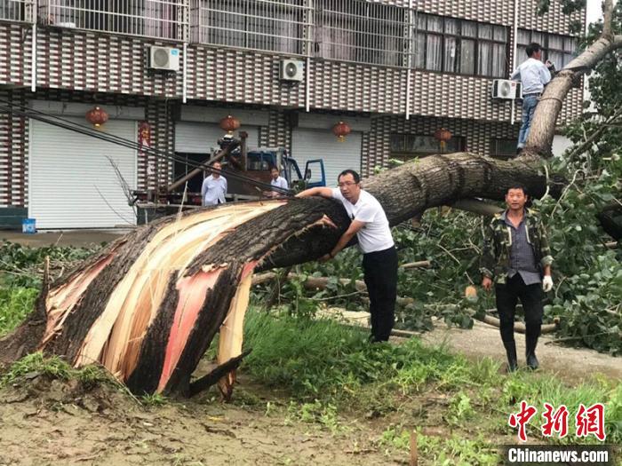 被龙卷风损毁的树木。气象部门 供图