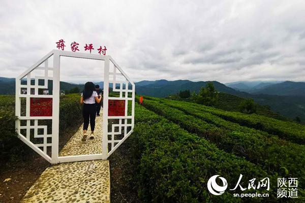 平利县蒋家坪村女娲凤凰茶业现代示范园一角.张昊 摄