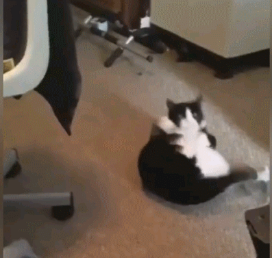 妙啊gif,司马懿式妙啊gif 奶牛猫,妙啊.