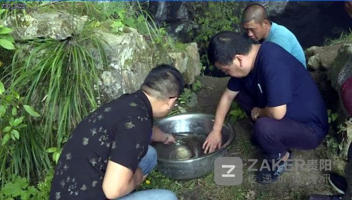 习水村民捕获一8.4斤重野生娃娃鱼 疑其已有20岁