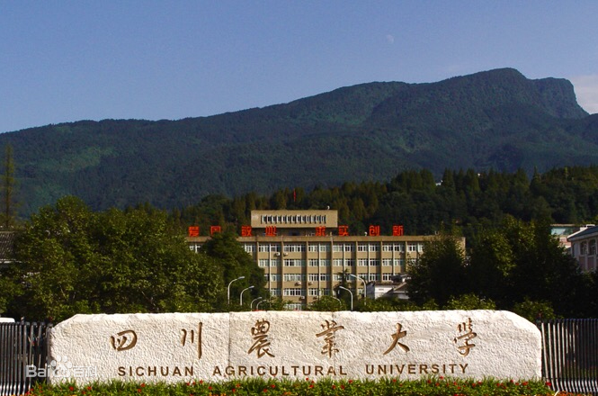 四川农业大学计划在山东招125人,560分以上希望较大