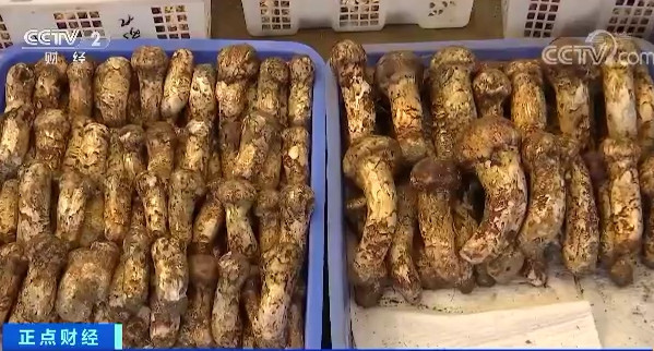 马蜂窝价格是多少钱一个 d100-iwxpesx7638677.jpg