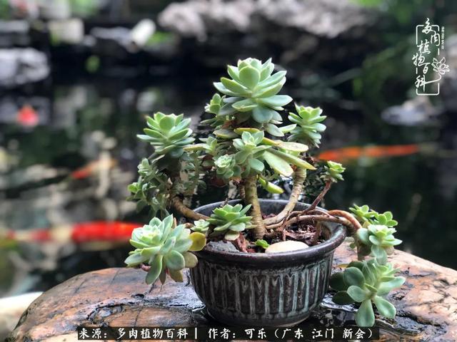 绿意盎然才真实!烟雨朦胧间多肉别样的美