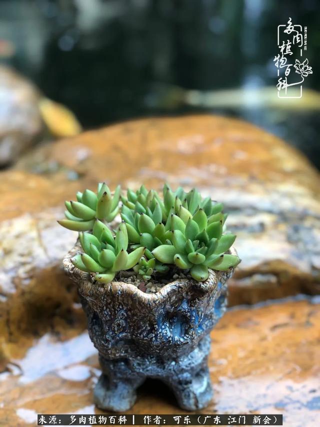 绿意盎然才真实!烟雨朦胧间多肉别样的美