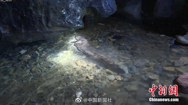 贵州村民在河边发现8.4斤重野生娃娃鱼 生长周期至少20年