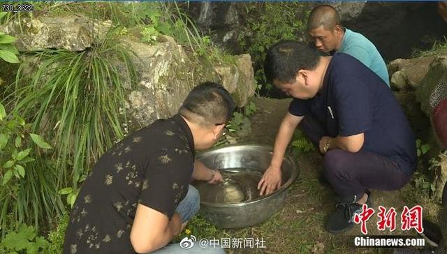 贵州村民在河边发现8.4斤重野生娃娃鱼 生长周期至少20年