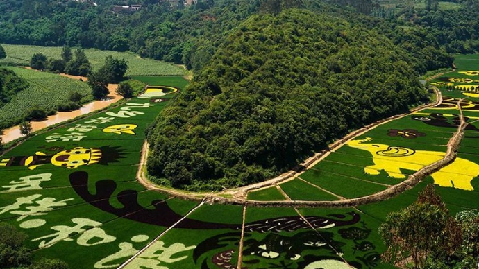 云南宜良发展乡村旅游种植彩色水稻