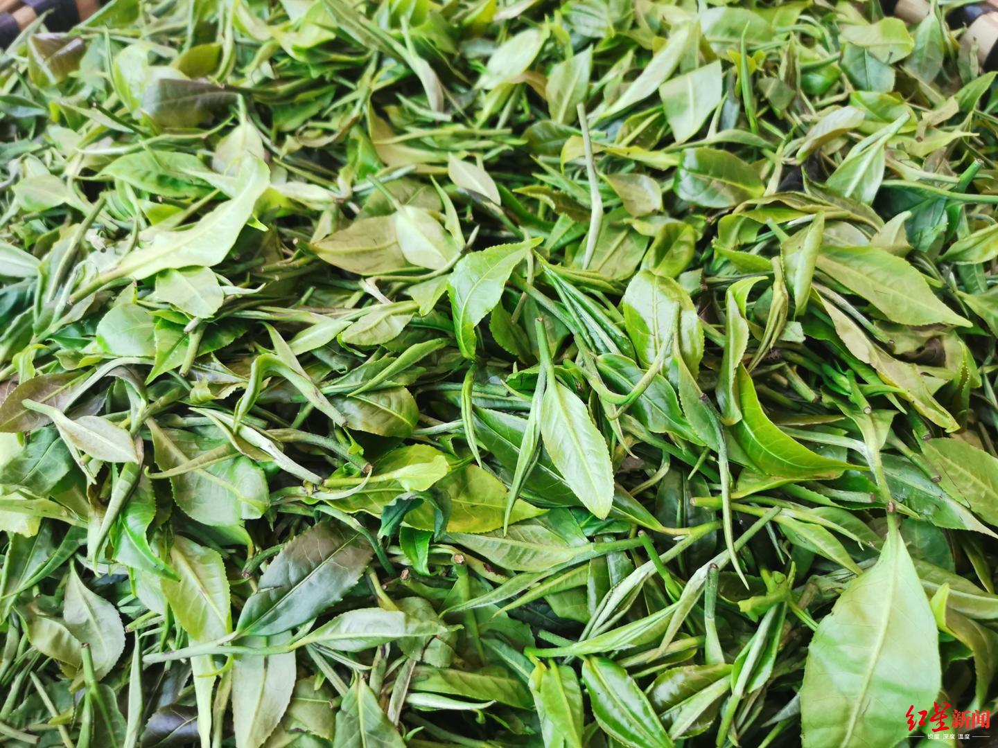 世界上最早的茶树品种,崇州枇杷茶启动申报中国重要农业文化遗产