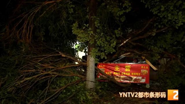 吓得够呛!30米桉树轰然倒下,汽车玻璃被砸出大洞,多部门紧急排查隐患