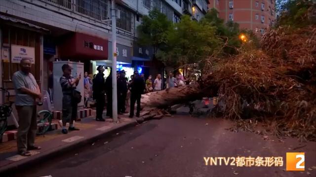 吓得够呛!30米桉树轰然倒下,汽车玻璃被砸出大洞,多部门紧急排查隐患