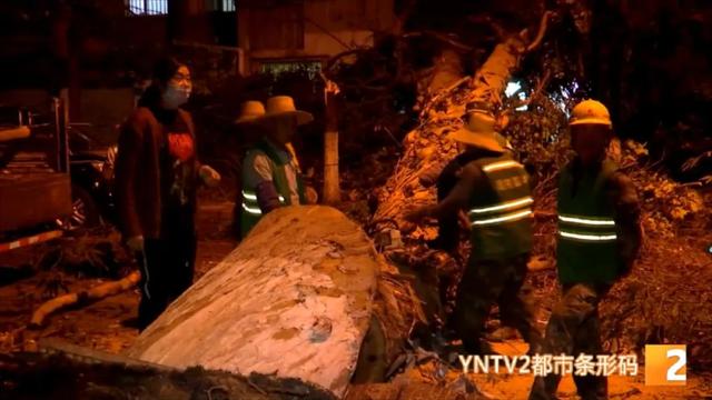 吓得够呛!30米桉树轰然倒下,汽车玻璃被砸出大洞,多部门紧急排查隐患