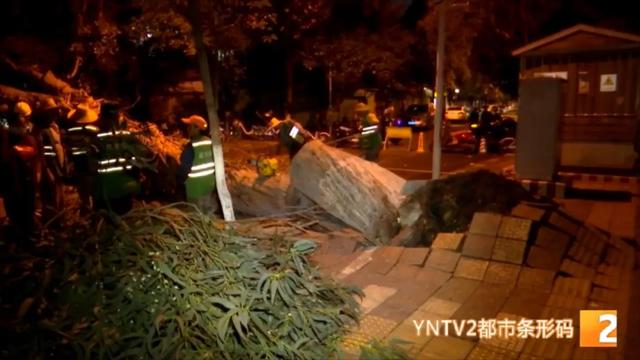 吓得够呛!30米桉树轰然倒下,汽车玻璃被砸出大洞,多部门紧急排查隐患