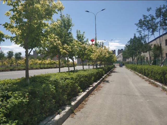 乌鲁木齐有一条七彩路!夏天可以看到秋景,公园广场一路相伴!