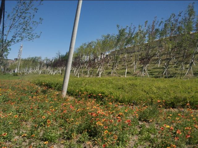 乌鲁木齐有一条七彩路!夏天可以看到秋景,公园广场一路相伴!