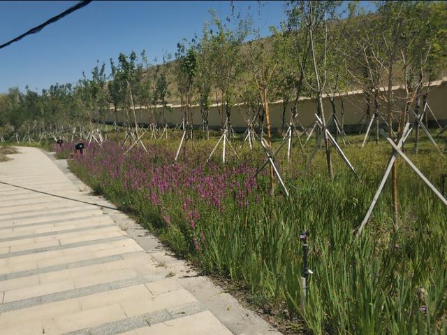 乌鲁木齐有一条七彩路!夏天可以看到秋景,公园广场一路相伴!