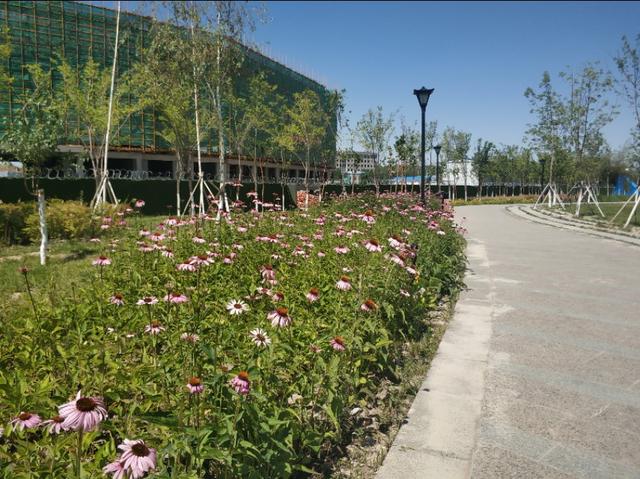 乌鲁木齐有一条七彩路!夏天可以看到秋景,公园广场一路相伴!