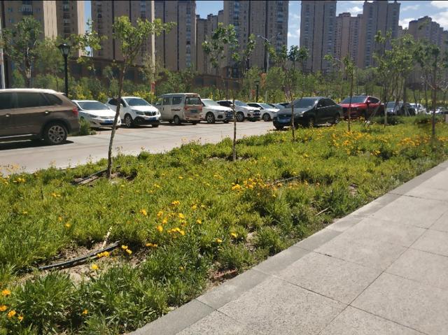 乌鲁木齐有一条七彩路!夏天可以看到秋景,公园广场一路相伴!