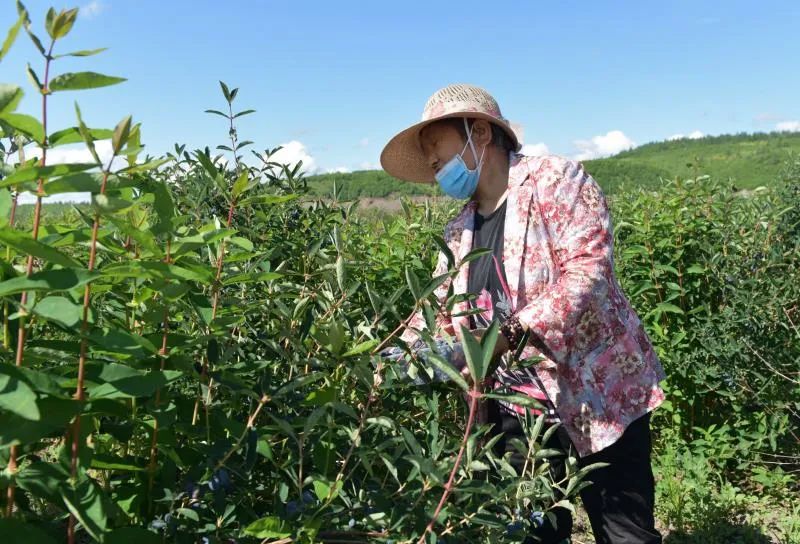 酸酸甜甜~呼玛蓝靛果熟啦