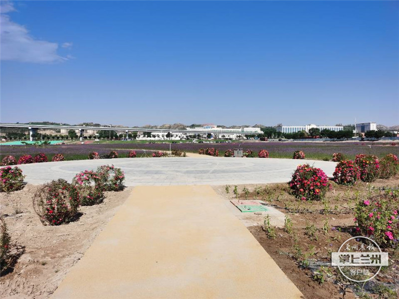 花似锦,景如画!兰州中川机场临港的紫色花海实在藏不住了......