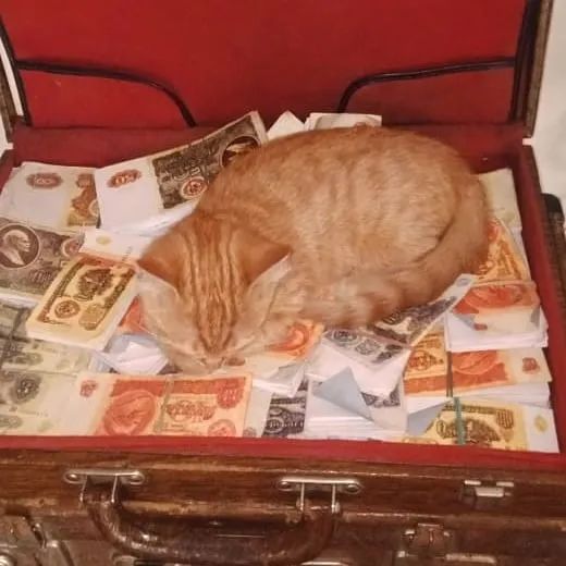 橘猫从酒吧盗走整捆钞票,被当场抓获,时隔几日又再犯!