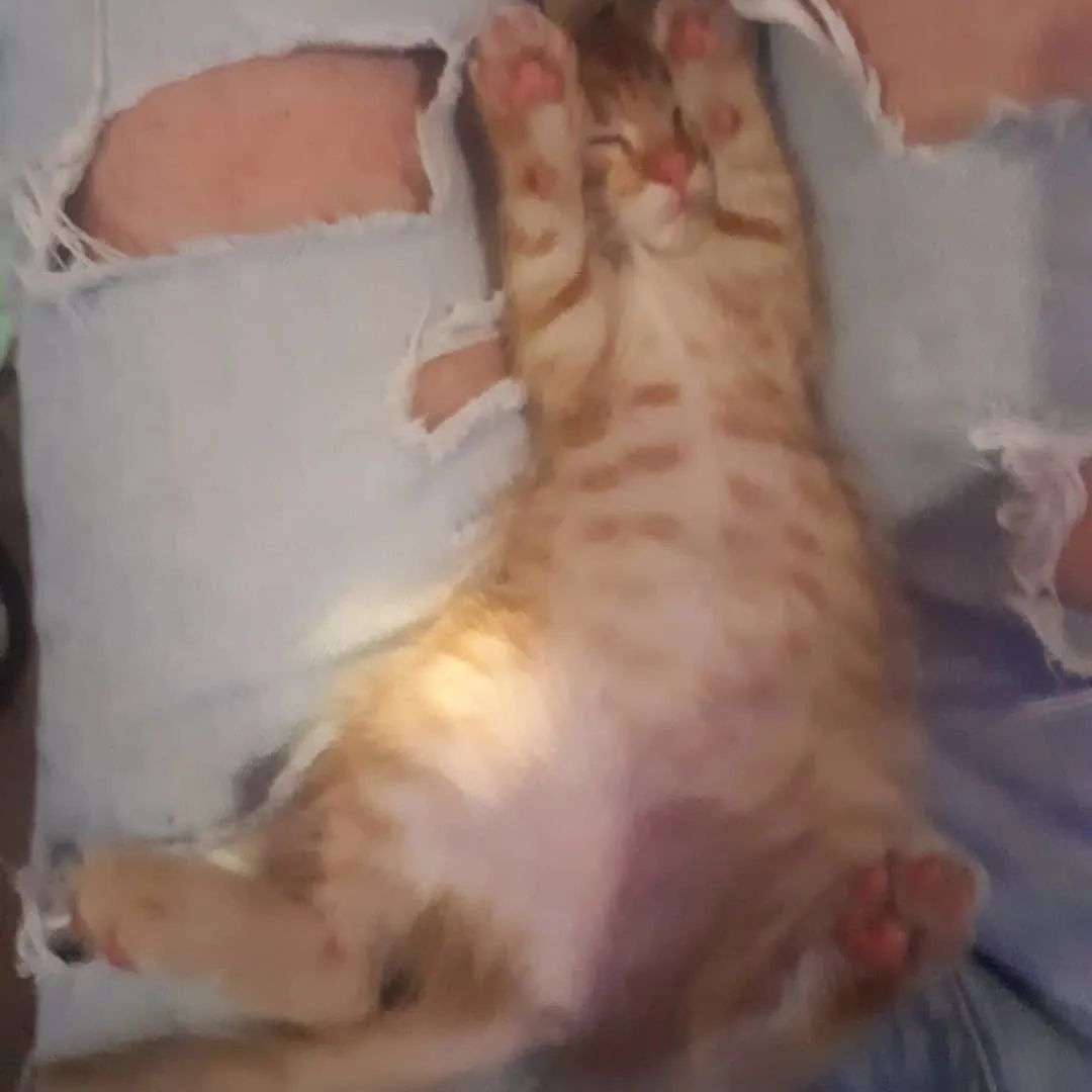 橘猫从酒吧盗走整捆钞票,被当场抓获,时隔几日又再犯!