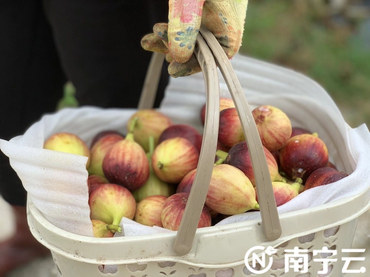 走向我们的小康生活|兴宁区三塘镇那笔村种植“无花果”结出“扶贫硕果”