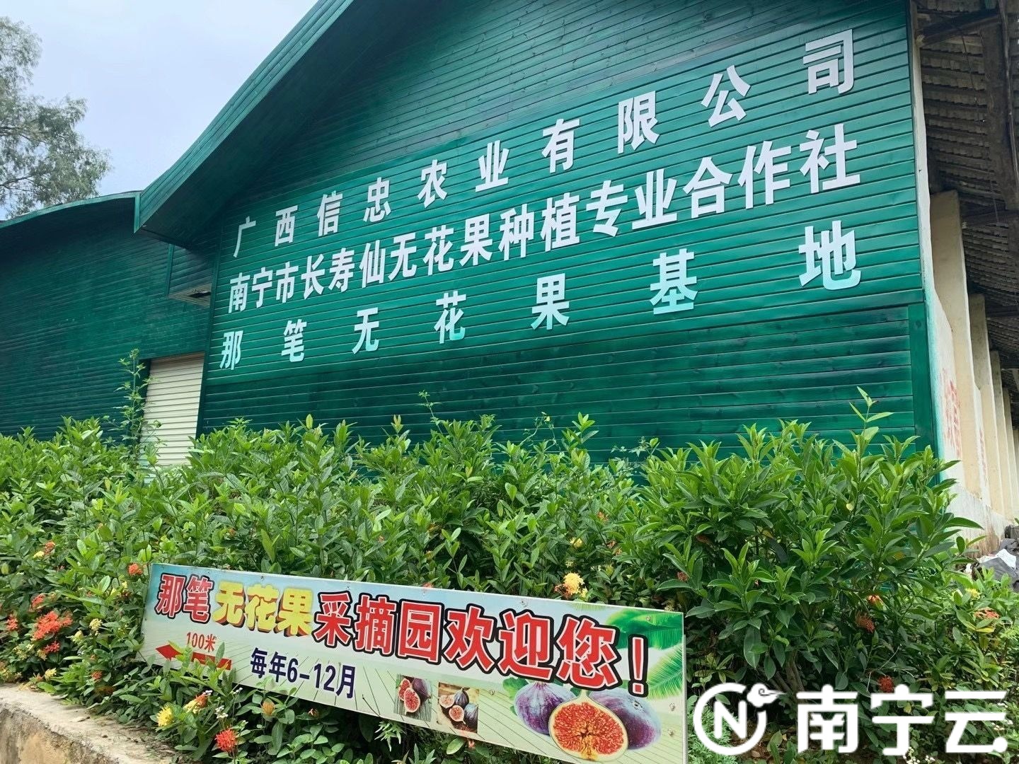 走向我们的小康生活|兴宁区三塘镇那笔村种植“无花果”结出“扶贫硕果”