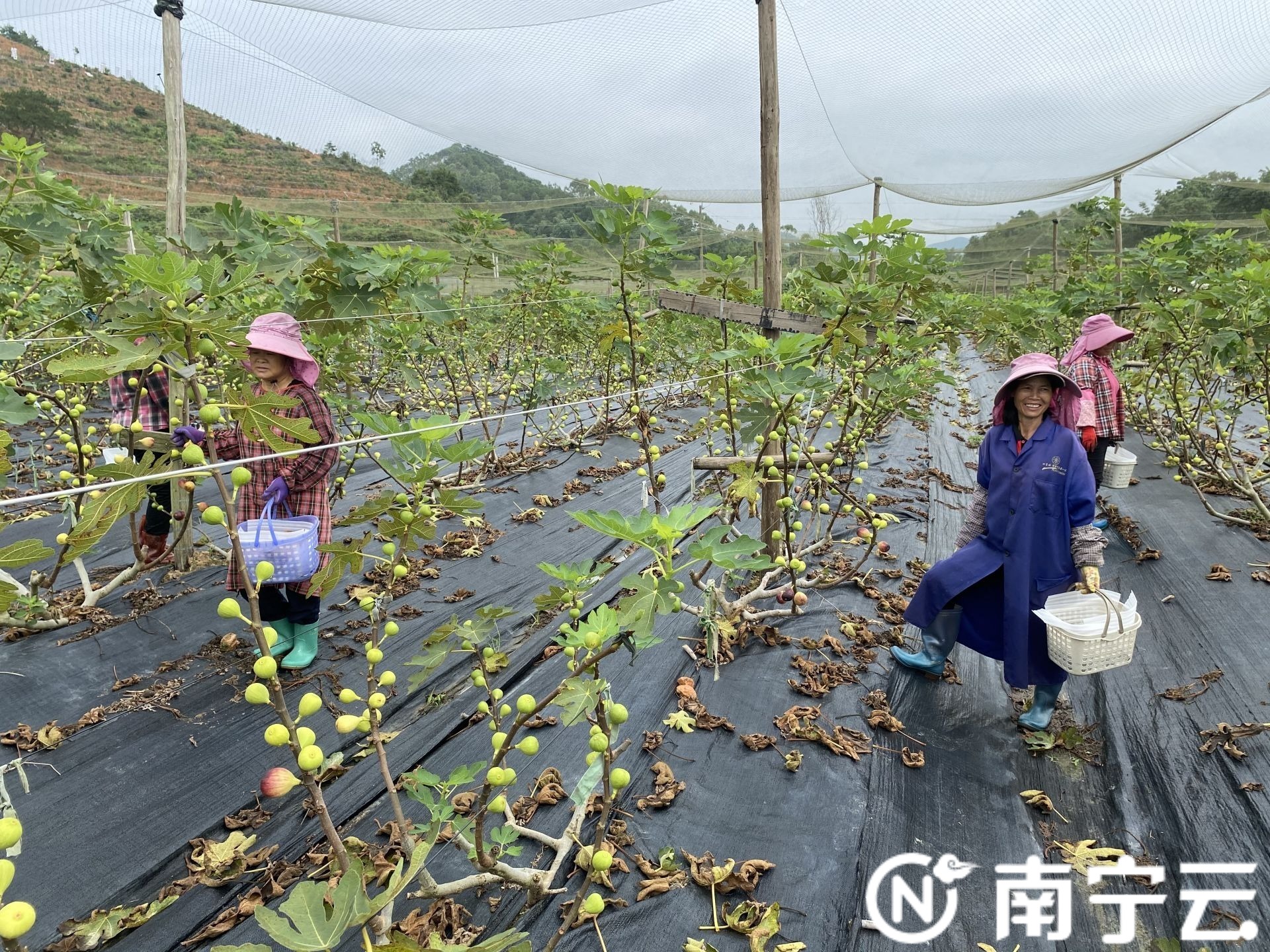 走向我们的小康生活|兴宁区三塘镇那笔村种植“无花果”结出“扶贫硕果”