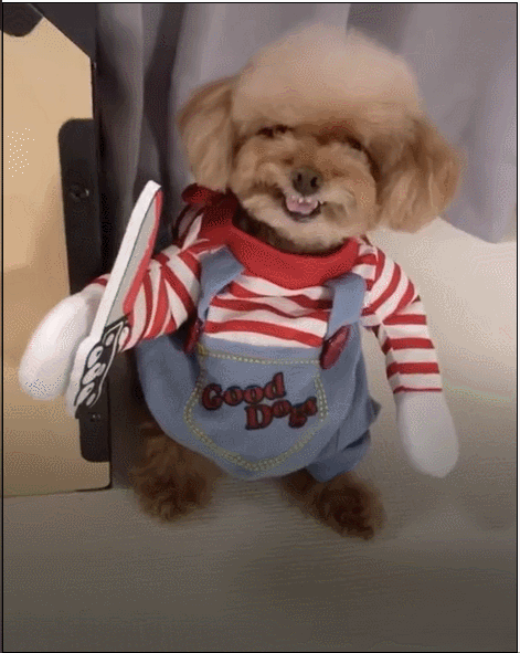 狗狗,宠物,中华田园犬,泰迪犬,贵宾犬