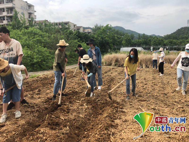 浙江林业大学农学专业182班学生在农作园中劳动。中国青年网通讯员 王杰 摄
