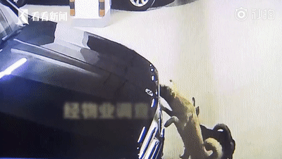 46万元奔驰车被流浪狗咬出上百条划痕，保险、物业：不赔！